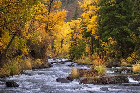 Cottonwood Trees Over Southwest Colorado Fall Color River | Photos by ...