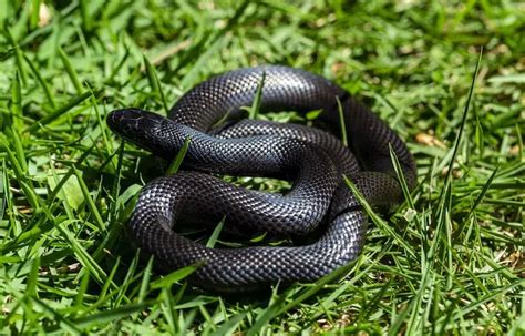 Mexican Black Kingsnake Care Sheet and Husbandry Tips