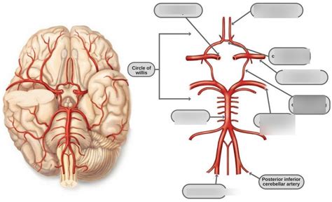 circle of willis Diagram | Quizlet