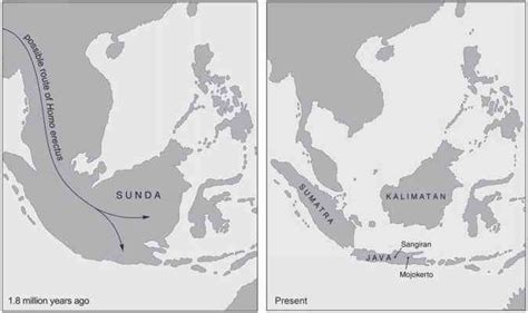 Dispersal and Evolution of Homo erectus in Southeastern Asia - Homo Erectus