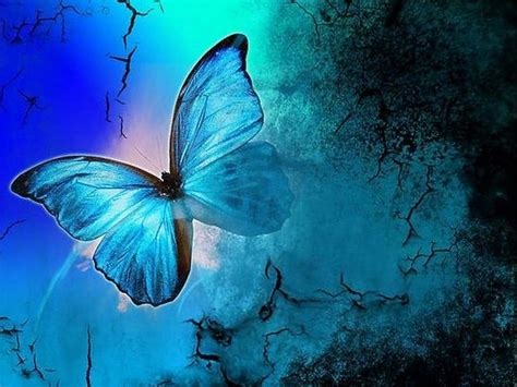 Pin by Francine Bianchin on borboletas azuis | Butterfly wallpaper ...