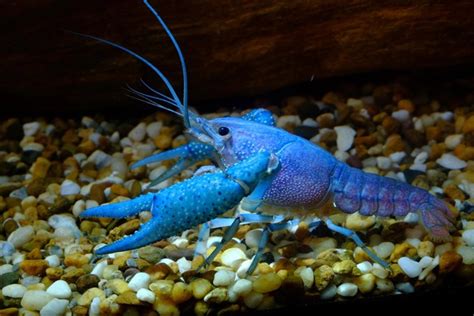 Electric Blue Crayfish Tank Mates: Must-Know Tips For Aquarium Lovers 2023