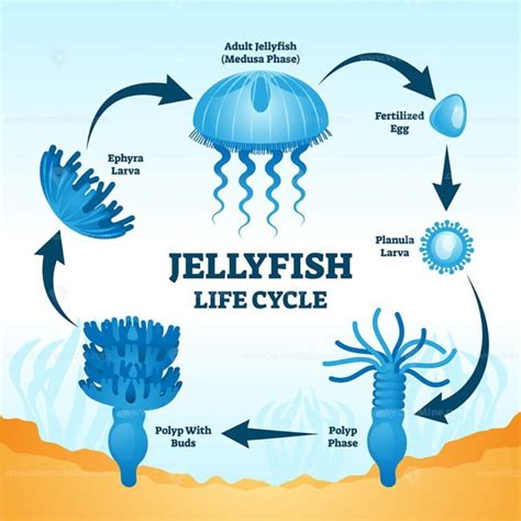 Jellyfish life cycle educational labeled diagram vector illustration ...