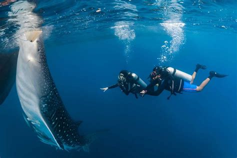 10 of the best places to dive with whale sharks - DIVE Magazine