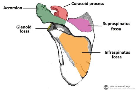 The Scapula - Surfaces - Fractures - Winging - TeachMeAnatomy