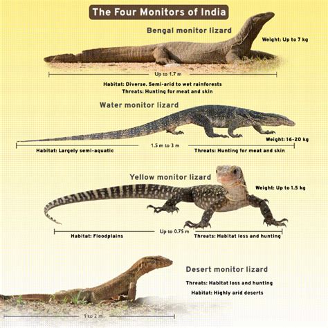 Types Of Lizards