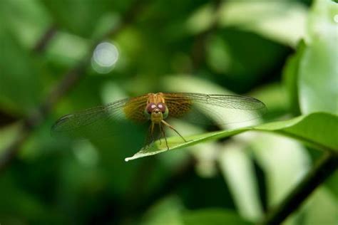 Dragonfly Wings Stock Photos, Images and Backgrounds for Free Download