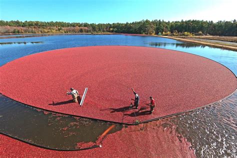 Cranberry forecast looks strong for Massachusetts | Wareham