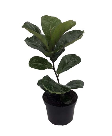 Cheap Bambino Dwarf Fiddleleaf Fig Tree - Ficus - 6" Pot - Great Indoor ...