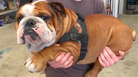 ENGLISH BULLDOGS ️ ️ Cute and Funny English Bulldogs doing funny things ...