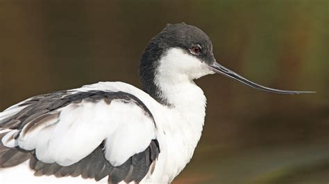 Avocet portrait | Avocet in the Wader Aviary at Pensthorpe N… | Flickr