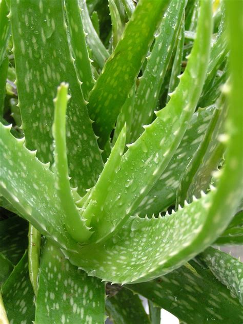 Aloe vera | Diseases and Pests, Description, Uses, Propagation