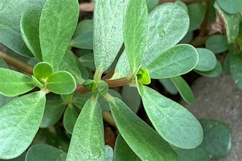 Common Purslane - Weed of the Week | Extension Service | West Virginia ...