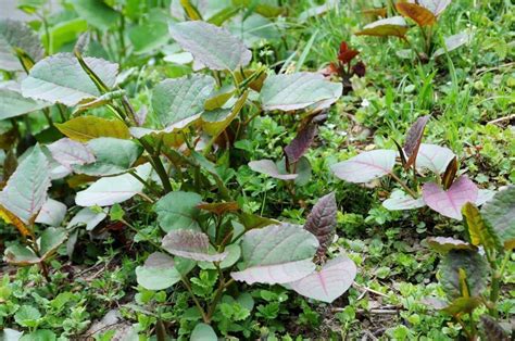 How To Identify Japanese Knotweed: Identification Guide