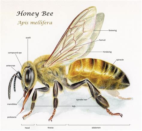 Structure and division of labor in honey bees - Online Science Notes