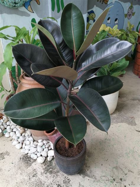 Black prince rubber tree (Ficus elastica), Furniture & Home Living ...