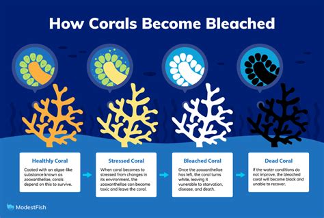 Using ML to monitor coral reef bleaching - Sustainable Software