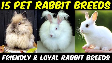 A Complete Guide To The Best Rabbit Breeds Rabbit Breeds