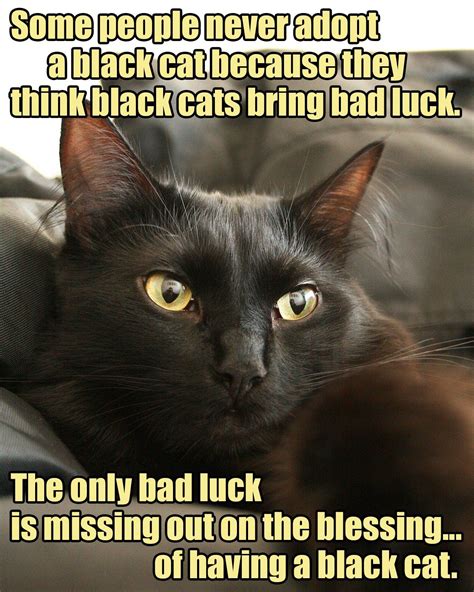 Pin by Kimberly Wedel on Memes | Black cat memes, Cute cat gif, Black cat