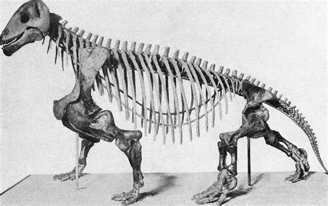 Moschops skeleton | Animais pré-históricos, Dinossauros, Esqueletos