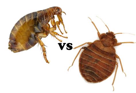 How to Tell Fleas vs. Bed Bugs? - PatchPuppy.com