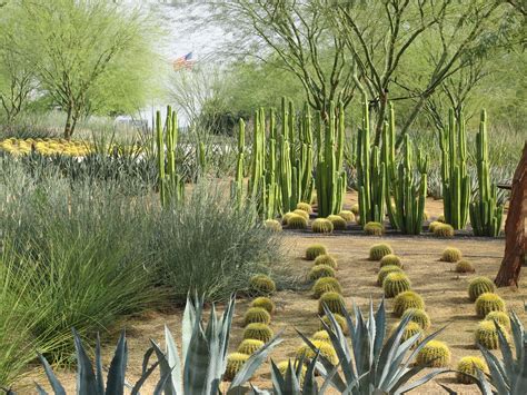 Best Desert Plants For Landscaping - Image to u