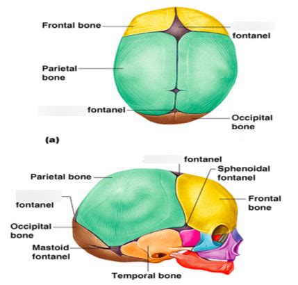 early closure of anterior fontanelle