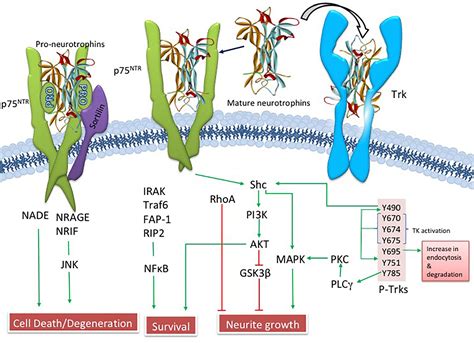 Frontiers | Nerve Growth Factor Pathobiology During the Progression of ...