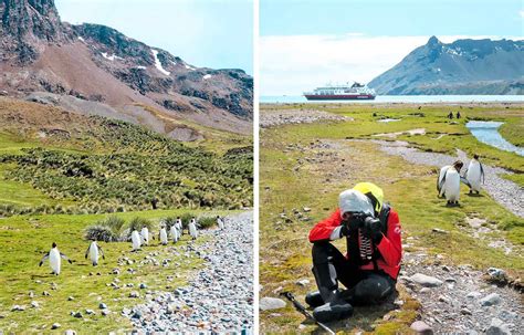 South Georgia Island: An Antarctic Hub for Wildlife Viewing