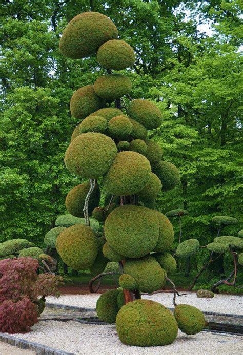 funny shape | Japanese garden, Topiary garden, Urban garden