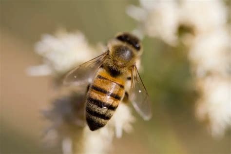 What Are Worker Bees? Honey Bee Roles Explained - Revive A Bee