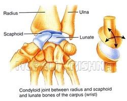 Condyloid Joint - Brittney's Anatomy Website