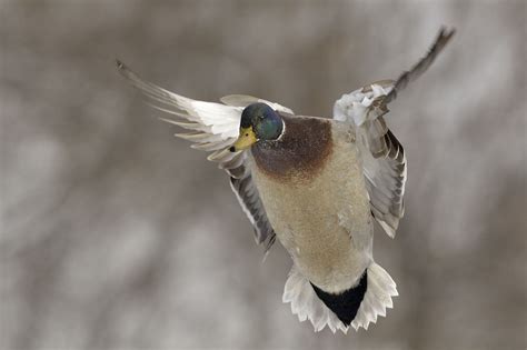 Mallard landing | Mallard, Animals, Animal pictures