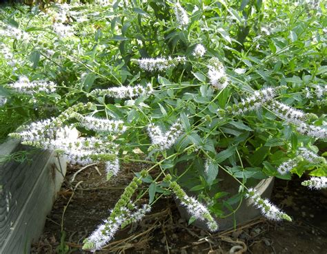 Photographing Flowers: Herbs in the Flower Garden