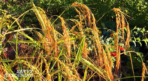 Growing rice in my backyard vegetable garden