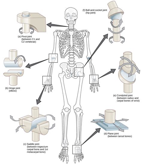 Types of Synovial Joints | Biology for Majors II