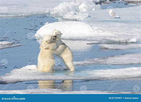 Two Polar Bear Cubs Playing Together on the Ice Stock Image - Image of ...