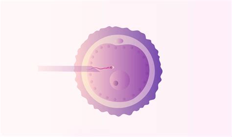 IVF Frozen Embryo Transfer - Timeline, Process, Pregnancy Test