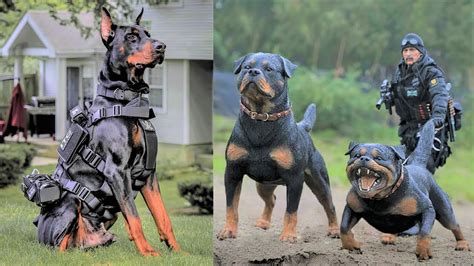 Are Rottweilers Used As Police Dogs