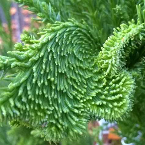 Cryptomeria japonica 'Cristata', Crested Japanese Cedar in GardenTags ...