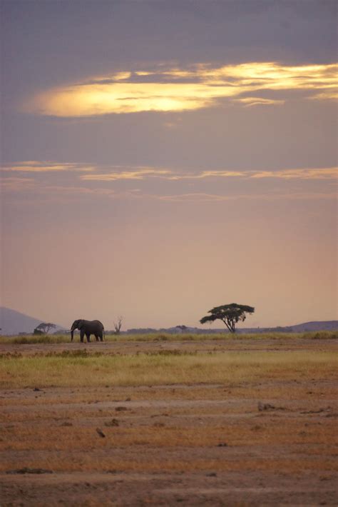 Elephant at sunset | Elephant at sunset in Amboseli. | Neil Ransom | Flickr