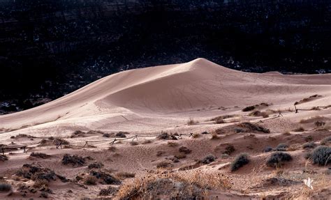 Coral Pink Sand Dunes State Park - Walking Among Birds