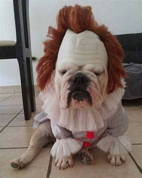 Best halloween costume! 🐶 | Cute dog costumes, Dog costumes funny, Cute ...