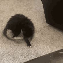 Cat Funny GIF - Cat Funny Tail - Discover & Share GIFs