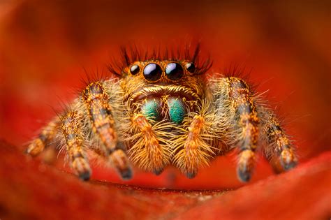 Phidippus Jumping Spiders | Patrick Zephyr Photography