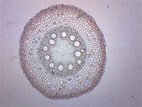 Monocot & Dicot Root - Prepared Microscope Slide - 75x25mm — Eisco Labs