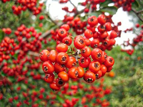 How to Identify a Tree with Red Berries | Dogwood berries, Honeysuckle ...