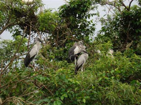 Talakaveri Wildlife Sanctuary in Bhagamandala, Karnataka ...