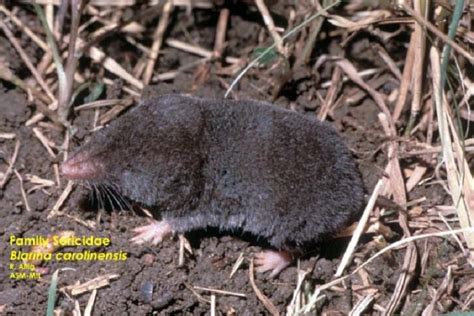 Southern Short-tailed Shrew | Tennessee Wildlife Resources Agency