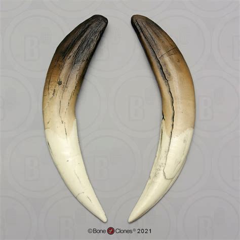 Bone Clones Fossil Animal Skull & Skeleton Casts